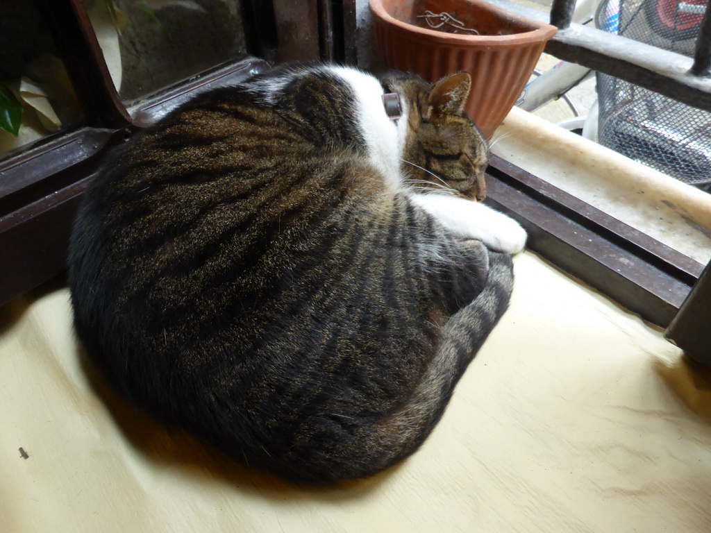 Cat at the Pizzeria da Ely restaurant at Monterosso al Mare