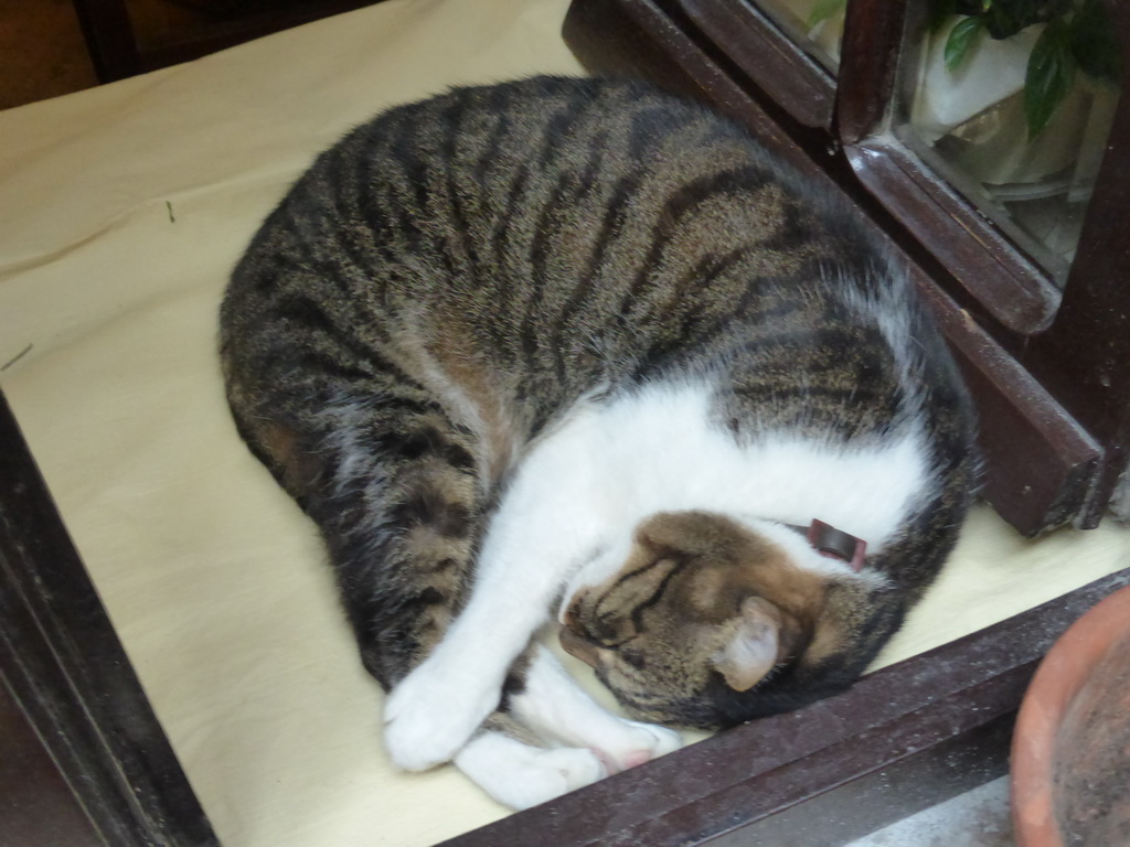 Cat at the Pizzeria da Ely restaurant at Monterosso al Mare