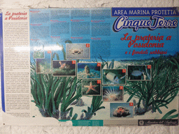 Information on wildlife on the bottom of the sea at Riomaggiore