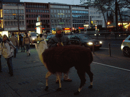 Llama at the Neumarkt square