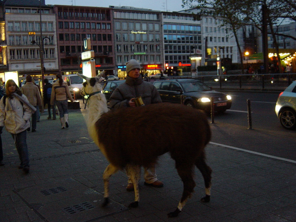 Llama at the Neumarkt square