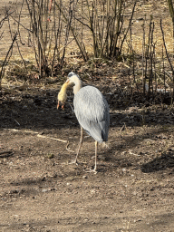 cologne_4_173 - 555 kb - 768x1024 -