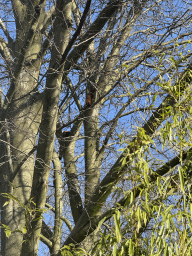 cologne_4_202 - 602 kb - 768x1024 -