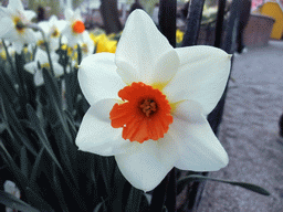 Flower at the Tivoli Gardens