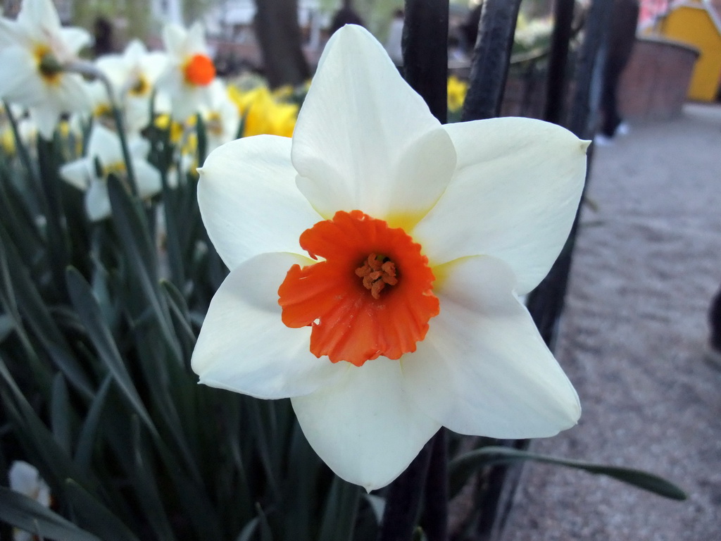 Flower at the Tivoli Gardens