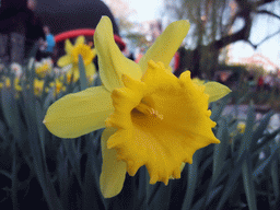 Flower at the Tivoli Gardens