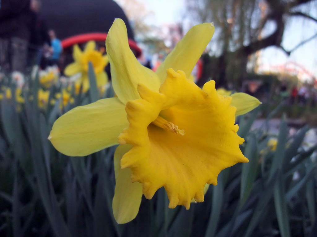 Flower at the Tivoli Gardens