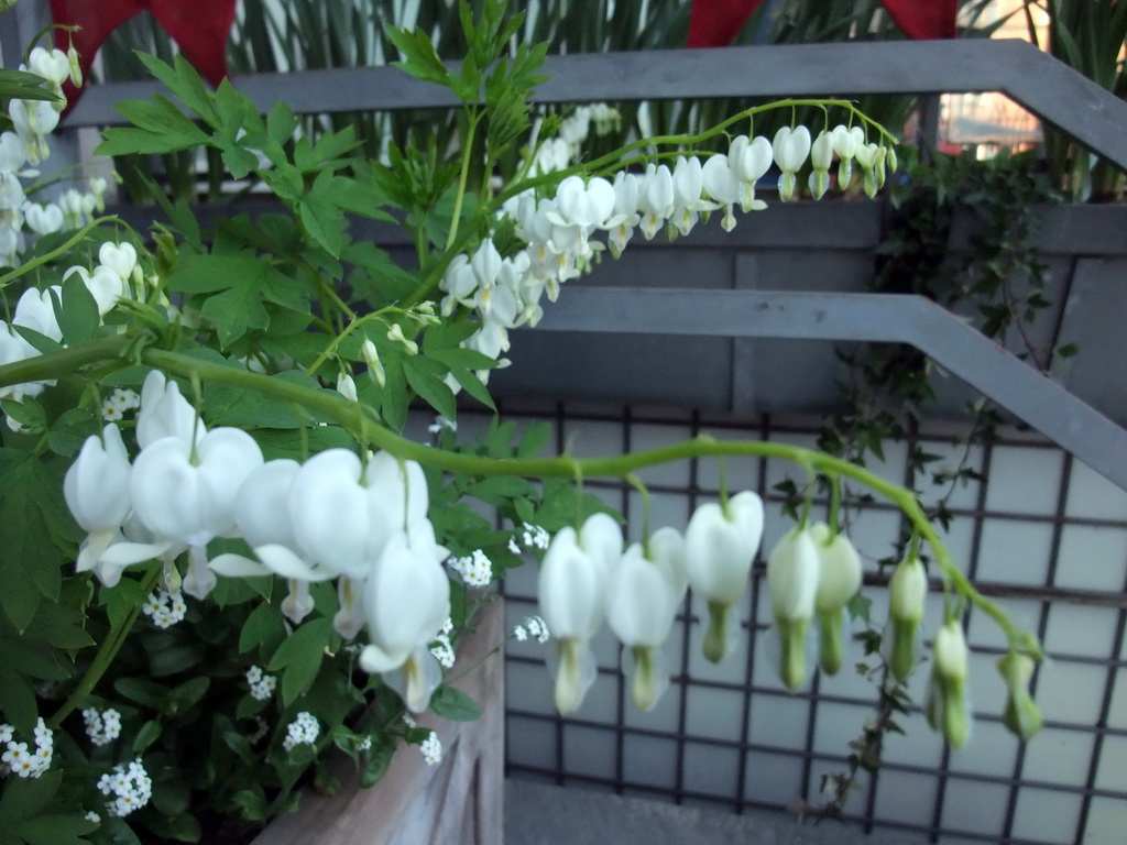 Flowers at the Tivoli Gardens