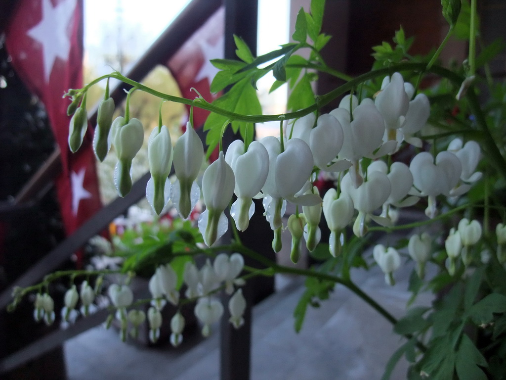 Flowers at the Tivoli Gardens