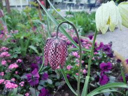 Flowers at the Tivoli Gardens