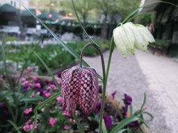 Flowers at the Tivoli Gardens