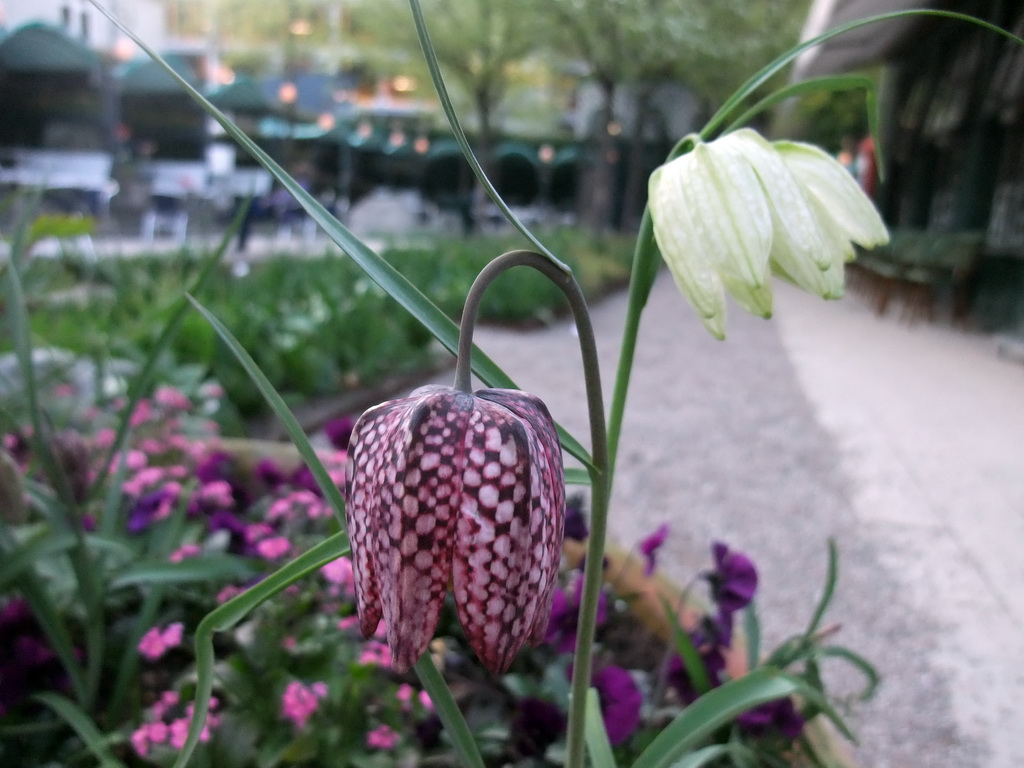 Flowers at the Tivoli Gardens