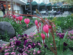 Flowers at the Tivoli Gardens