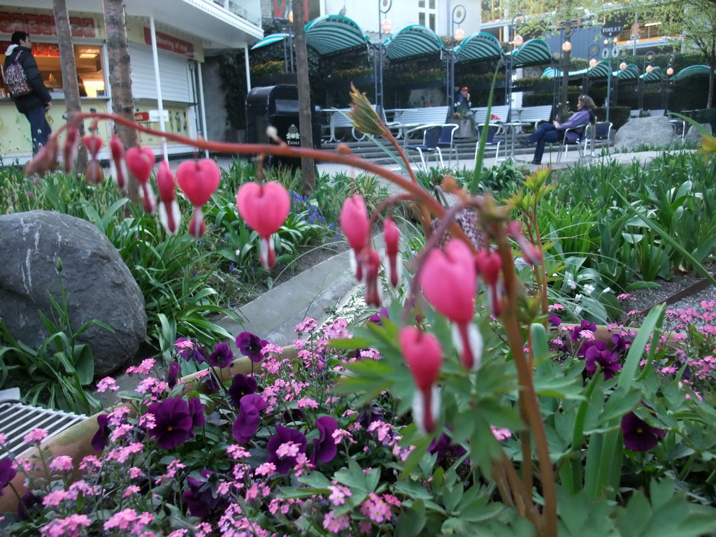 Flowers at the Tivoli Gardens