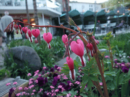 Flowers at the Tivoli Gardens