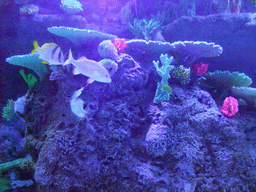 Fish and coral in the Tivoli Aquarium at the Concert Hall at the Tivoli Gardens