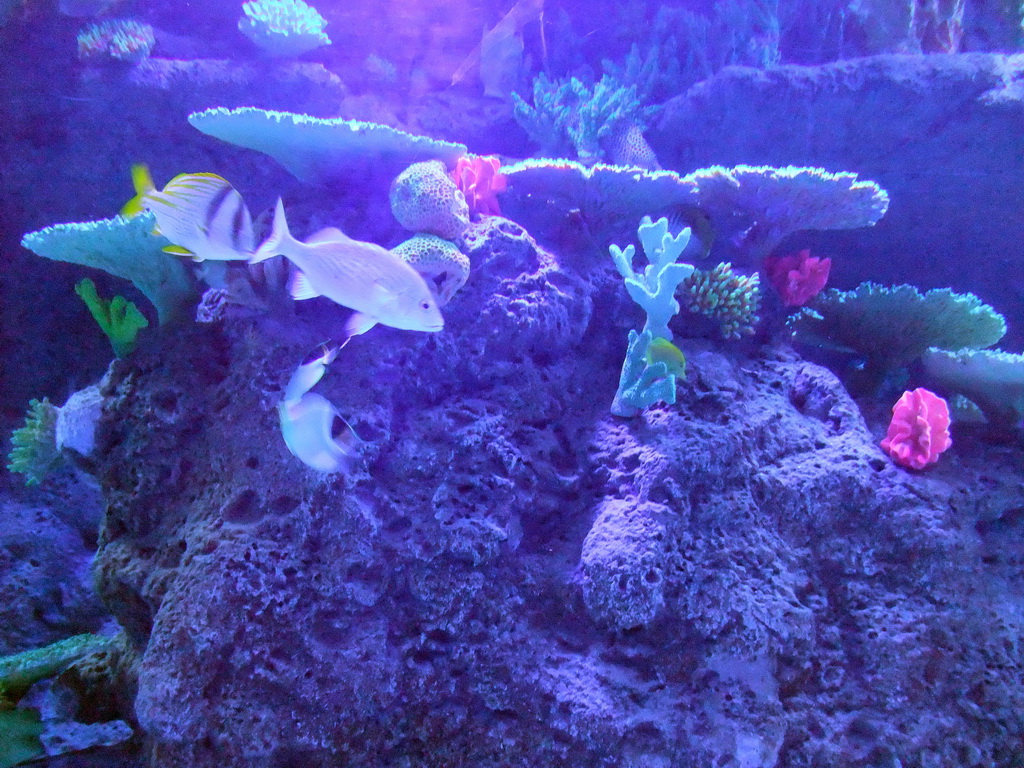 Fish and coral in the Tivoli Aquarium at the Concert Hall at the Tivoli Gardens