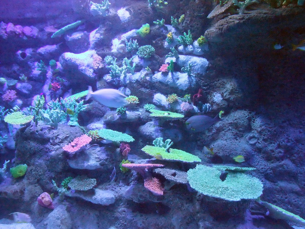 Fish and coral in the Tivoli Aquarium at the Concert Hall at the Tivoli Gardens