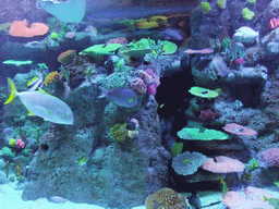 Fish and coral in the Tivoli Aquarium at the Concert Hall at the Tivoli Gardens