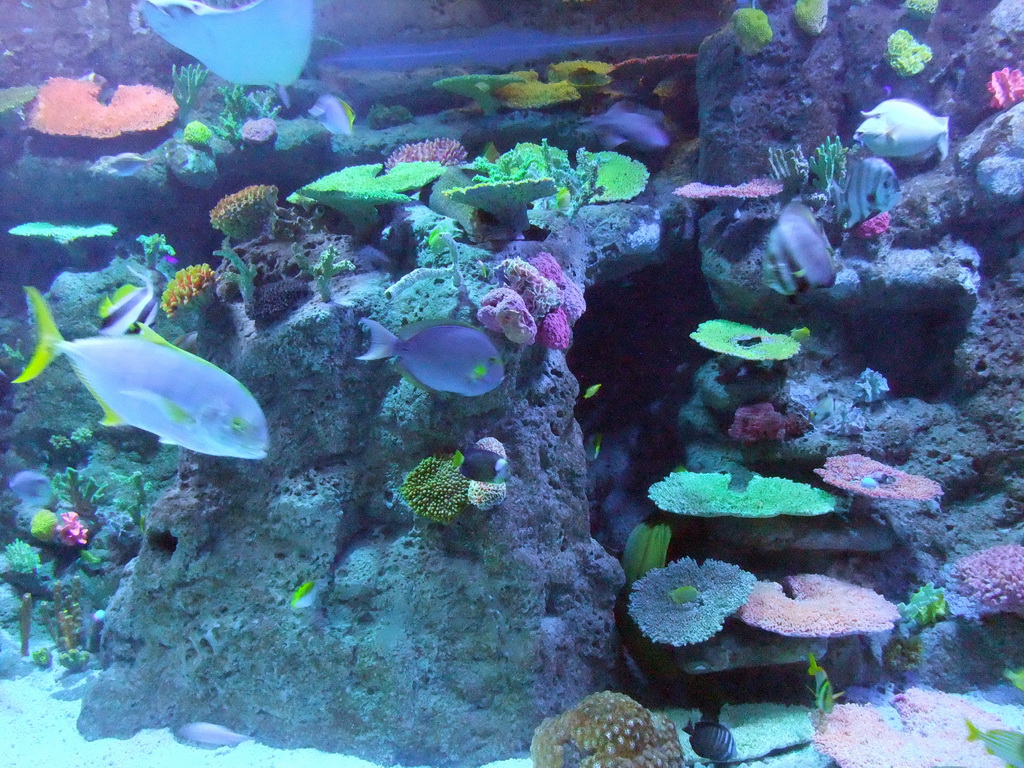 Fish and coral in the Tivoli Aquarium at the Concert Hall at the Tivoli Gardens