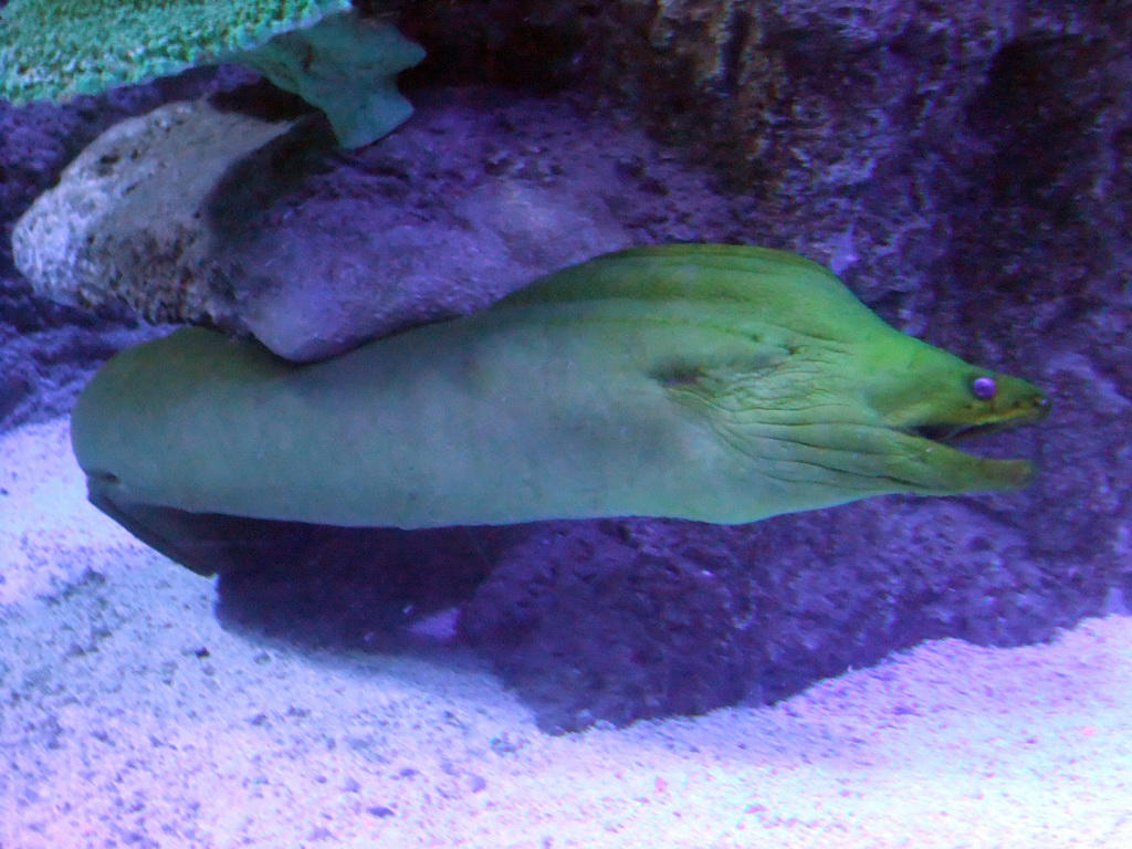 Moray eel in the Tivoli Aquarium at the Concert Hall at the Tivoli Gardens