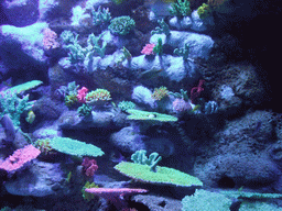 Fish and coral in the Tivoli Aquarium at the Concert Hall at the Tivoli Gardens