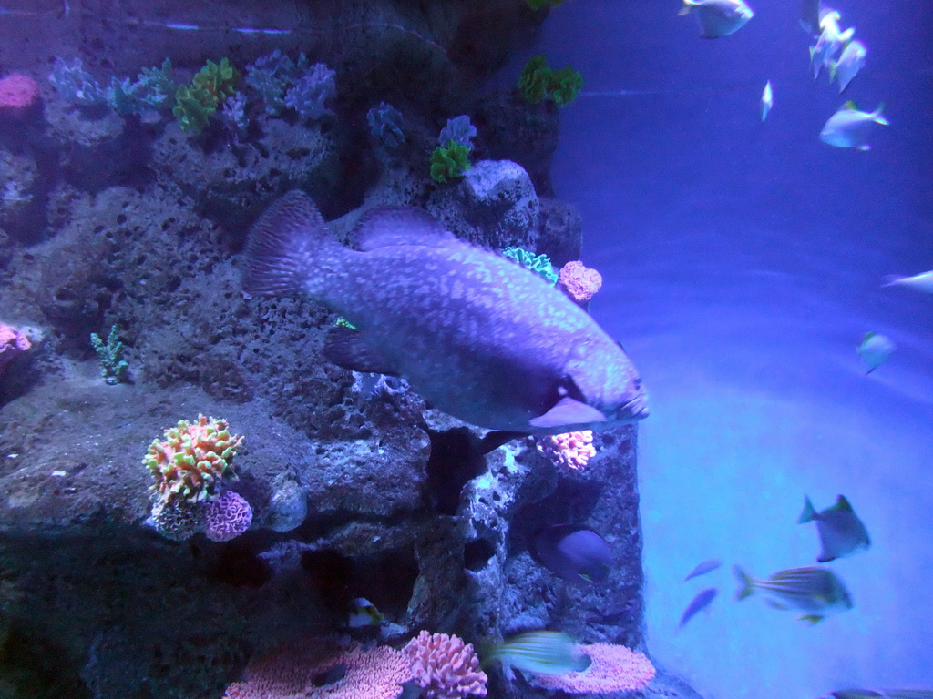 Fish and coral in the Tivoli Aquarium at the Concert Hall at the Tivoli Gardens