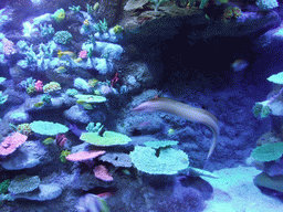 Moray eel, fish and coral in the Tivoli Aquarium at the Concert Hall at the Tivoli Gardens