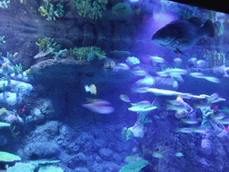 Fish and coral in the Tivoli Aquarium at the Concert Hall at the Tivoli Gardens