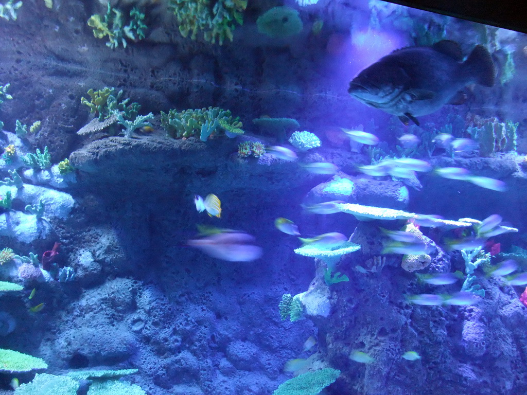 Fish and coral in the Tivoli Aquarium at the Concert Hall at the Tivoli Gardens
