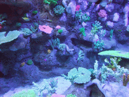 Moray eel, fish and coral in the Tivoli Aquarium at the Concert Hall at the Tivoli Gardens