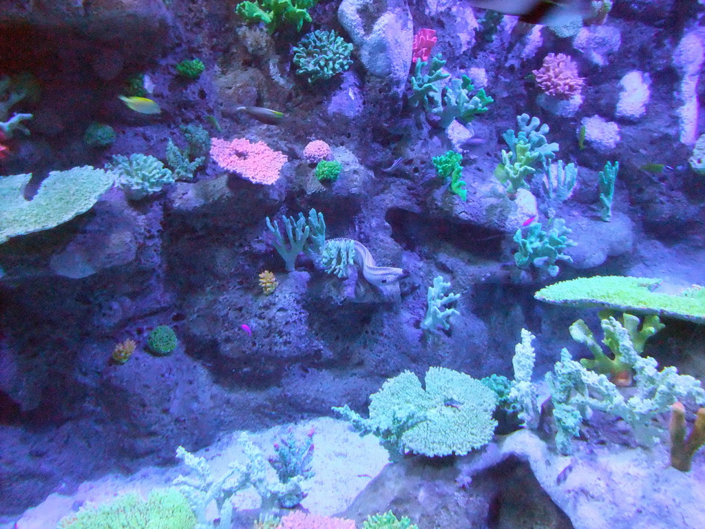 Moray eel, fish and coral in the Tivoli Aquarium at the Concert Hall at the Tivoli Gardens