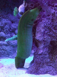 Moray eel in the Tivoli Aquarium at the Concert Hall at the Tivoli Gardens