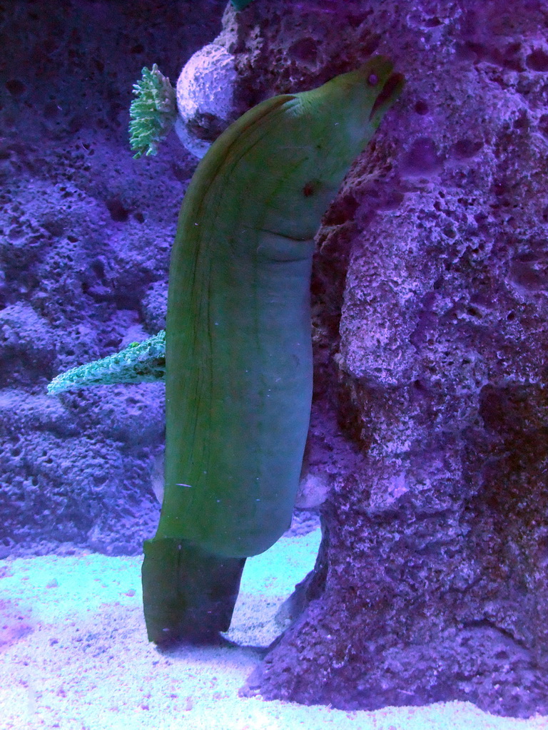 Moray eel in the Tivoli Aquarium at the Concert Hall at the Tivoli Gardens