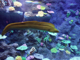 Moray eel and coral in the Tivoli Aquarium at the Concert Hall at the Tivoli Gardens