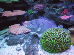 Fish and coral in the Tivoli Aquarium at the Concert Hall at the Tivoli Gardens