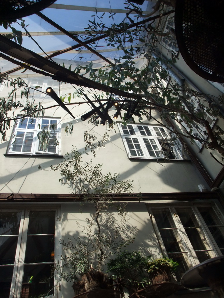 Trees at the Barock Restaurant at the Nyhavn harbour