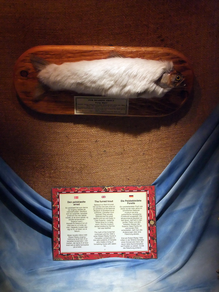 `Fur bearing trout` in the Ripley`s Believe It or Not! Museum