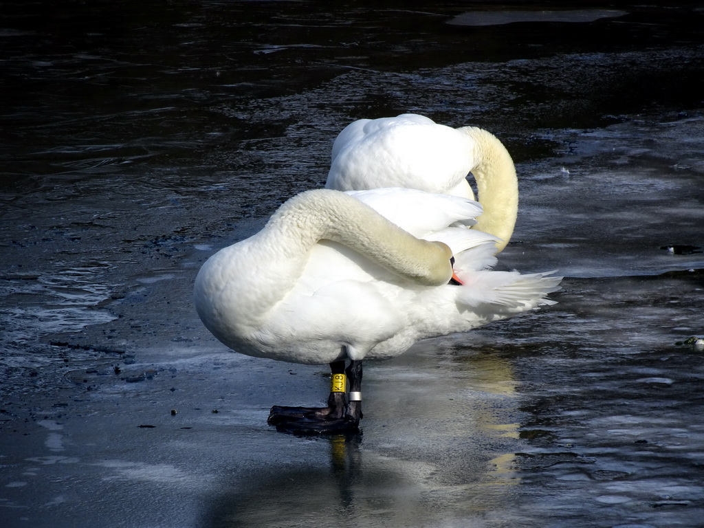 Swans on the frozen moat of the Kastellet park, viewed from the north bridge