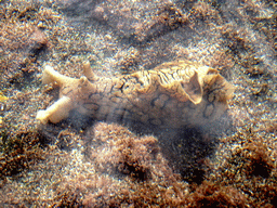 Sea Hare at the Playa El Varadero beach