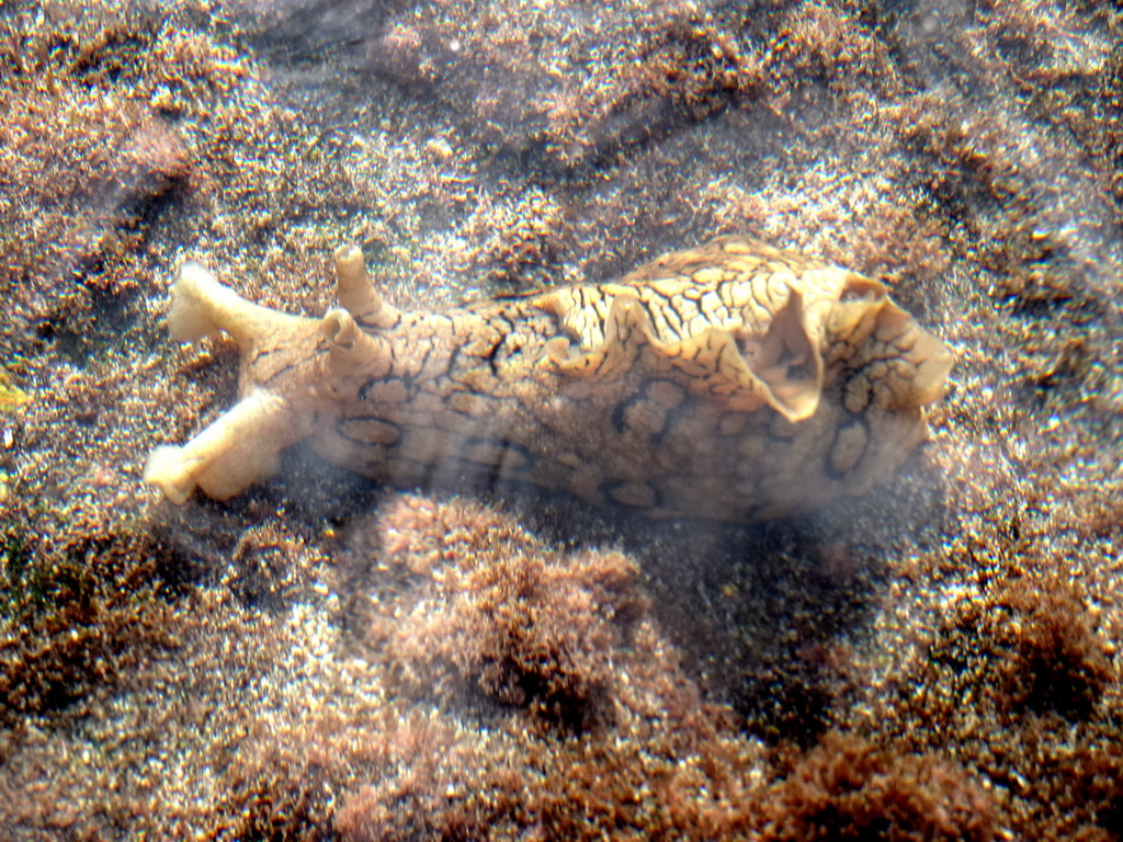 Sea Hare at the Playa El Varadero beach