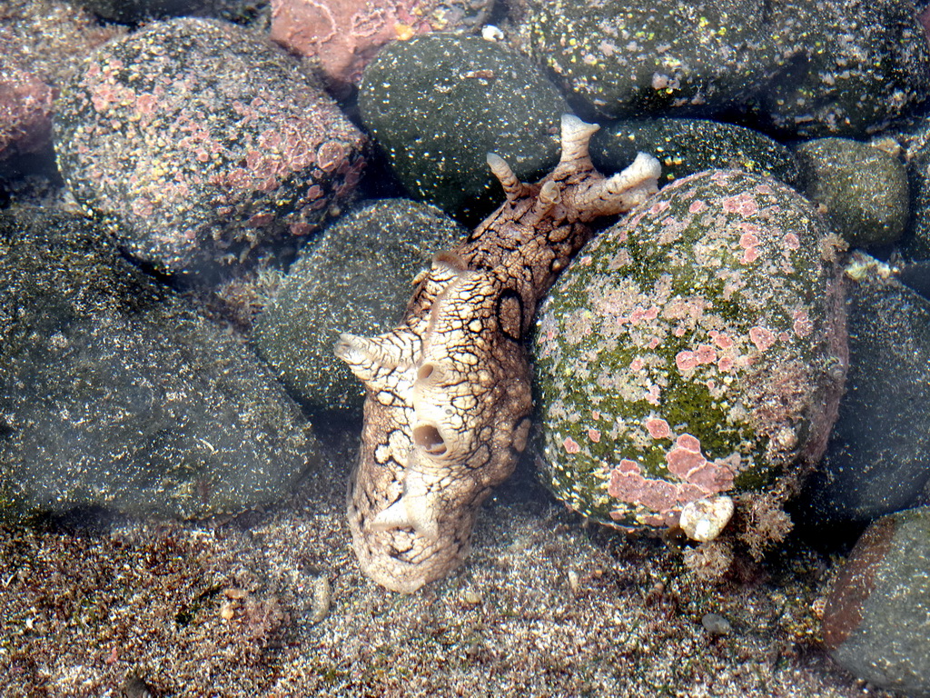 Sea Hare at the Playa El Varadero beach