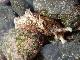 Sea Hare at the Playa El Varadero beach