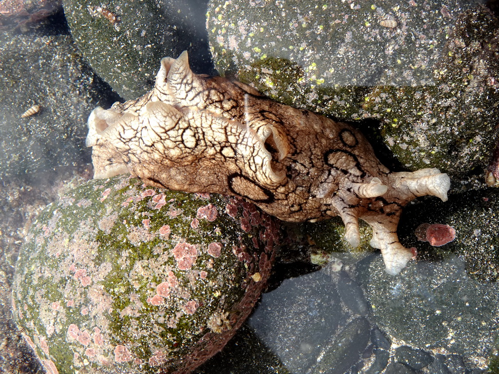 Sea Hare at the Playa El Varadero beach