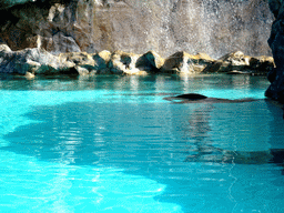 Sea Lion at the Sea Lion Island at the Siam Park water theme park