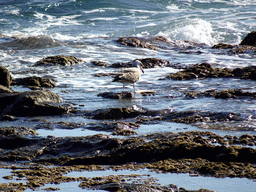 Bird at the Playa El Cobero beach