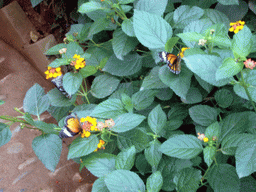 Butterflies in the Butterfly Pavilion at Butterfly Spring Park