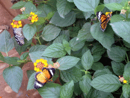 Butterflies in the Butterfly Pavilion at Butterfly Spring Park