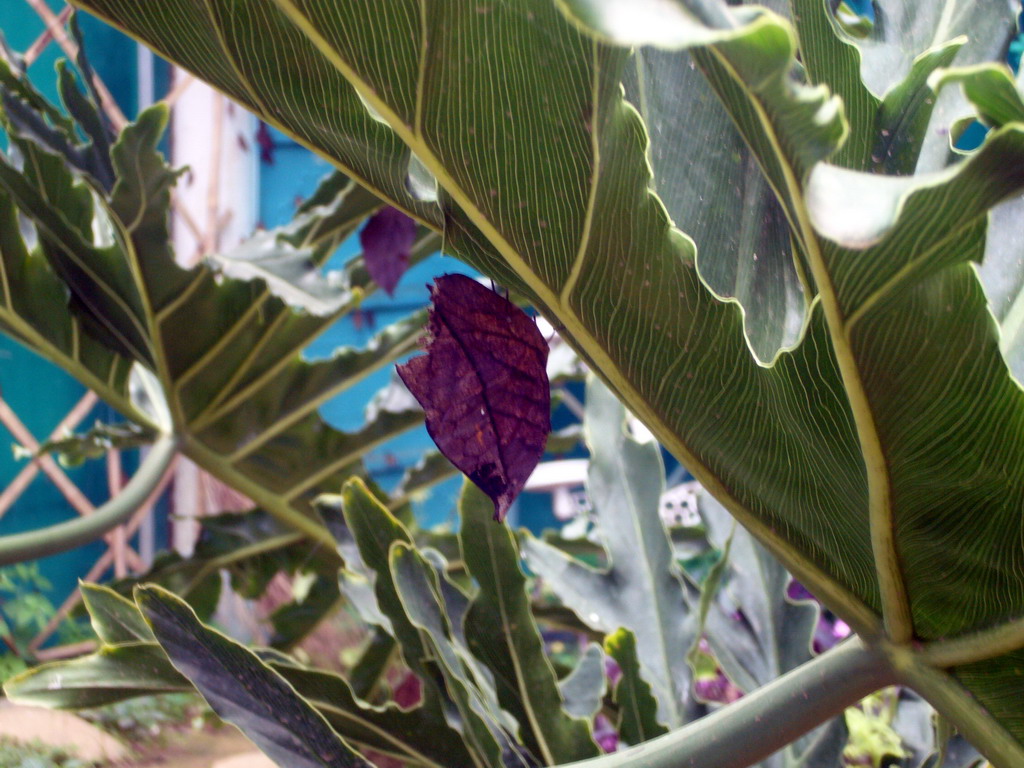 Butterfly in the Butterfly Pavilion at Butterfly Spring Park