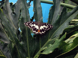Butterfly in the Butterfly Pavilion at Butterfly Spring Park